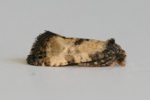Copie de IMG_0581.jpg