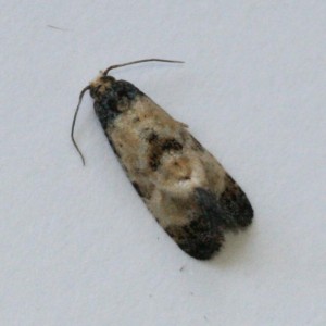 Copie de IMG_0582.jpg