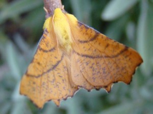 DSC03914.JPG