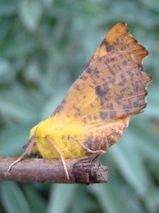 Ennomos alniaria.JPG