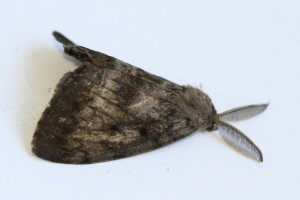 Copie de IMG_0508.jpg