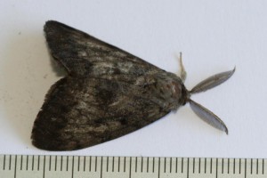 Copie de IMG_0505.jpg