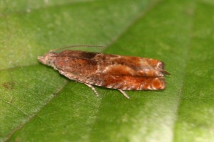 Copie de IMG_0461.jpg
