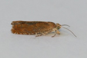 Copie de IMG_0568.jpg