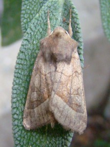 Hydraecia petasitis (Carvin).JPG