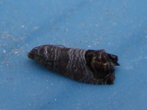 Cydia pomonella (Carvin).JPG