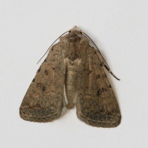 Copie de IMG_0557.jpg