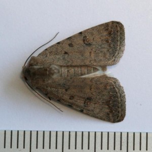 Copie de IMG_0552.jpg