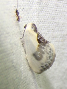 Cilix glaucata (Carvin).JPG
