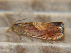 DSC05617.JPG