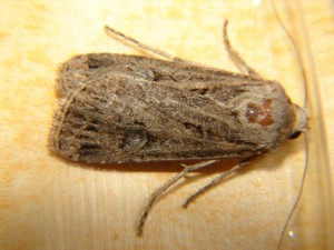 DSC05635.JPG