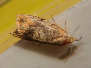 DSC05638.JPG