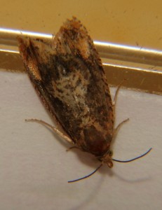 DSC05637.JPG