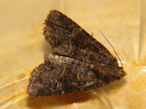 DSC05641.JPG