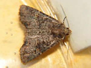 DSC05640.JPG