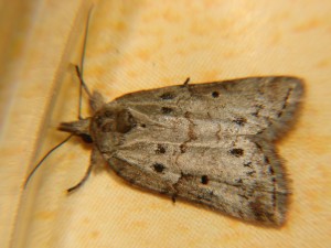 DSC05642.JPG