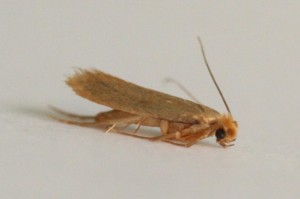 Copie de IMG_0644.jpg