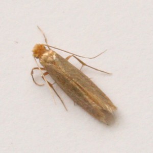 Copie de IMG_0655.jpg
