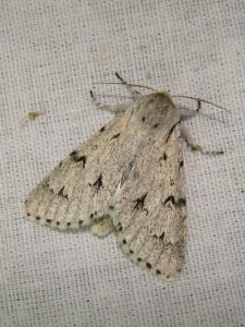 Acronicta leporina (Carvin).JPG
