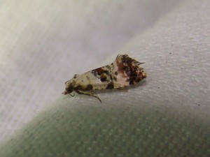 Cochylis hybridella (Carvin).JPG