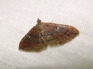 Orthonama obstipata (Carvin).JPG
