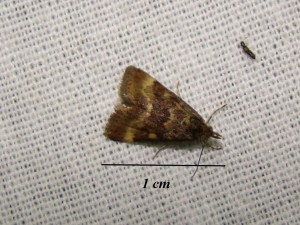 Copie de DSC03938.JPG