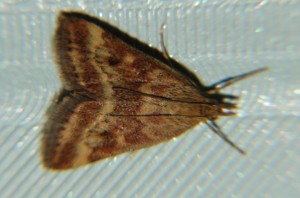 DSC05675.JPG
