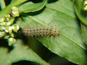 Chenille de Diaphora mendica (1).JPG