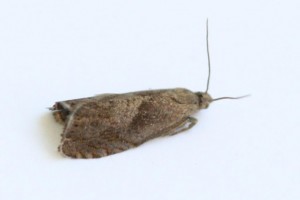 Copie de IMG_0420.jpg
