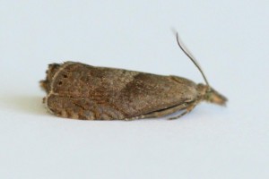 Copie de IMG_0426.jpg