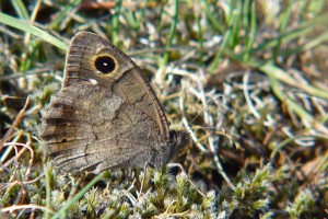 P1060132 a.jpg (120.35 Kio) Consulté 653 fois P1060132 a.jpg