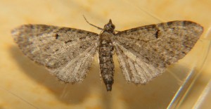 DSC05725.JPG