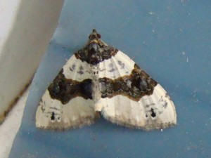Cosmorhoe ocellata (Carvin).JPG