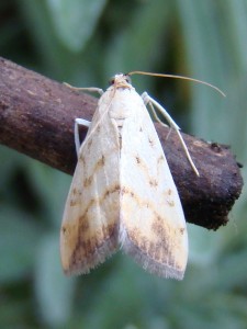 Evergestis extimalis (Carvin).JPG