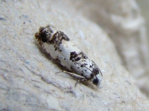 Eucosma campoliliana (Carvin).JPG
