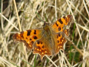 Copie de Polygonia c-album.JPG