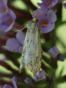 Copie de IMG_0815.jpg