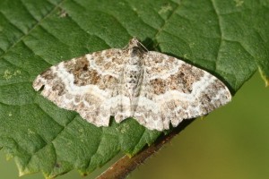 Copie de IMG_0950.jpg