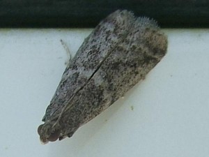 2859 Pyralidae phycitinae Apomyelois bistriatella 07.07.16 (1)bis.JPG