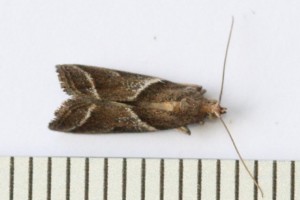 Copie de IMG_0975.jpg