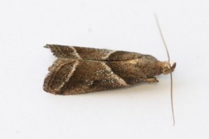 Copie de IMG_0984.jpg