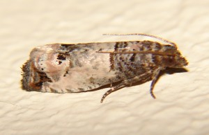DSC06243.JPG
