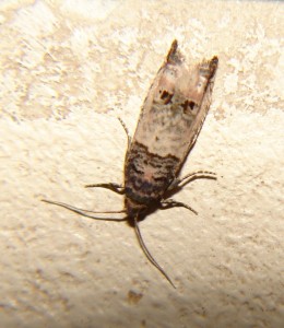 DSC06242.JPG