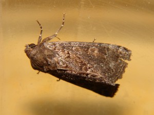 DSC06244.JPG