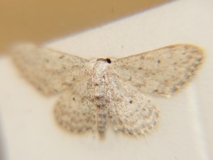 DSC06288.JPG