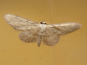 DSC06250.JPG