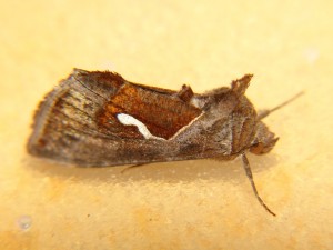 DSC06280.JPG