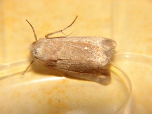 DSC06268.JPG