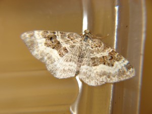 DSC06285.JPG