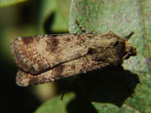 DSC06306.JPG